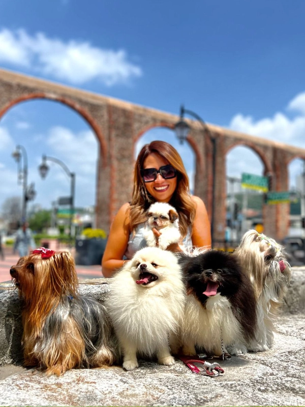 romcy pets Shih Tzu y Yorkie