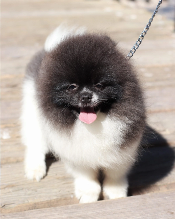 romcy pets servicios pomeranian